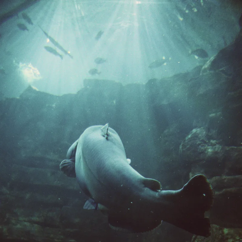 A large catfish swims through an aquarium as shafts of sunlight angle down through the blue-green water.