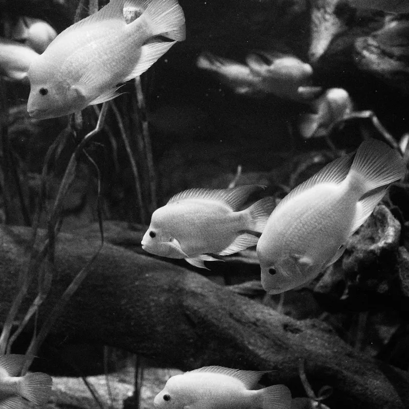 Black-and-white aquarium photograph of several pale, round-bodied fish swimming above rocks and plants.