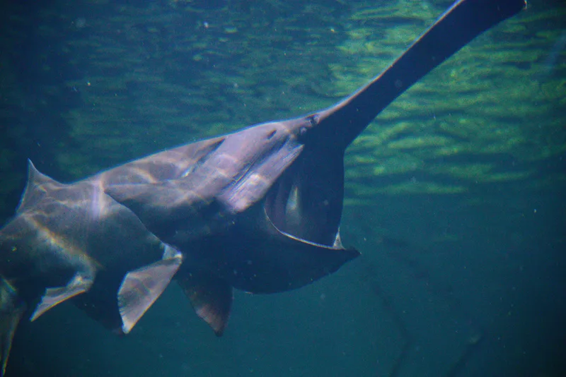 A long-snouted paddlefish drifts through dim green aquarium water, its wide mouth slightly open.